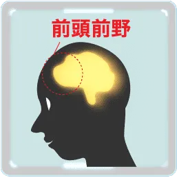 前頭前野