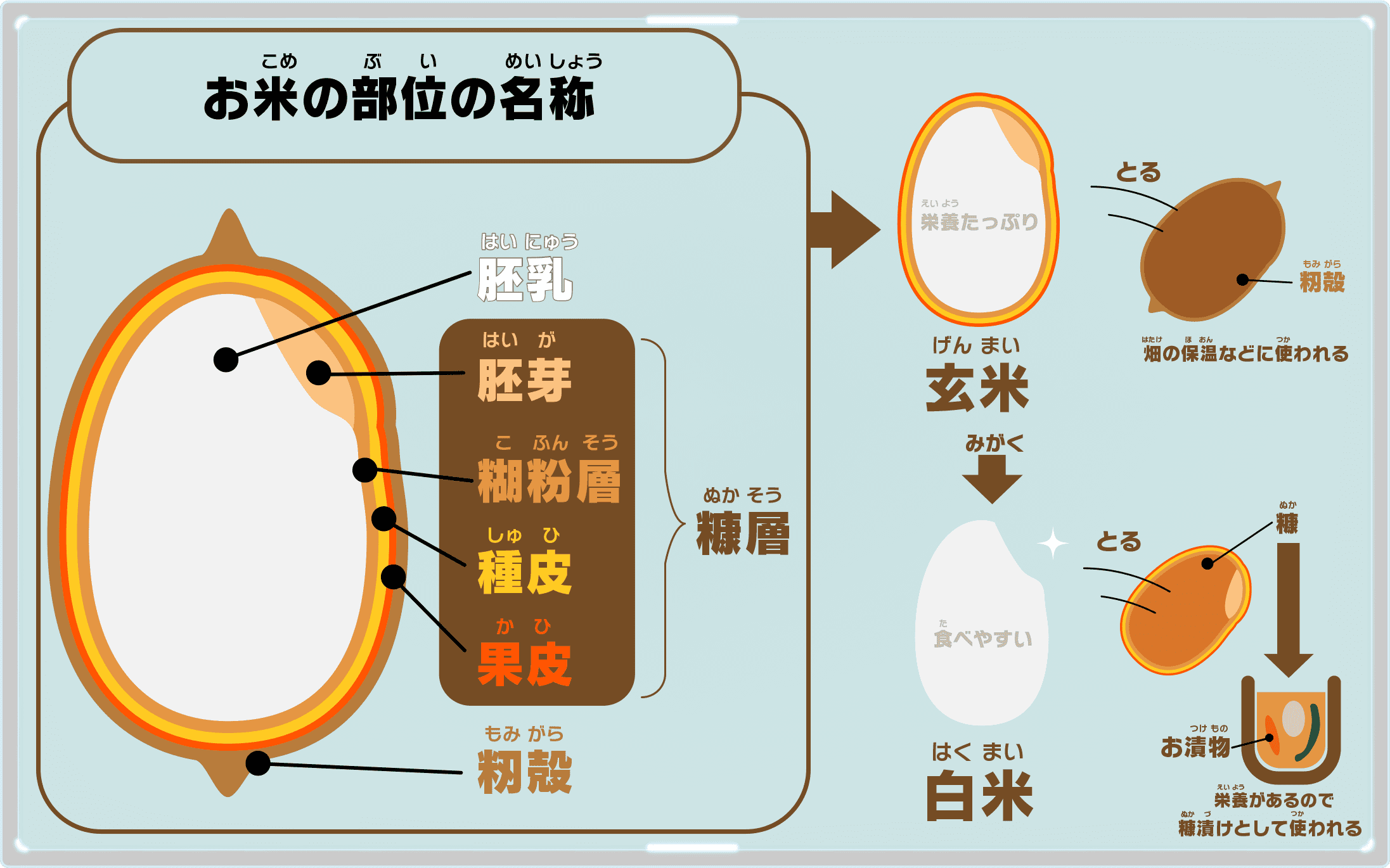 玄米 栄養とカロリー ご飯の炊き方や白米の違い稲ぬか米の部位まで Brownrice