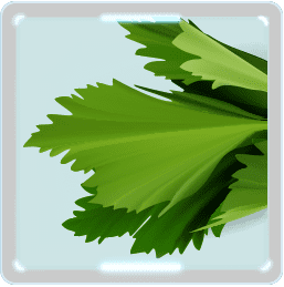 セロリ サラダセロリ食べやすいレシピ 葉っぱと茎の栄養の違い Celery