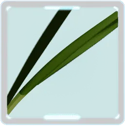 ニラは葉っぱの緑が濃いものを選ぶ