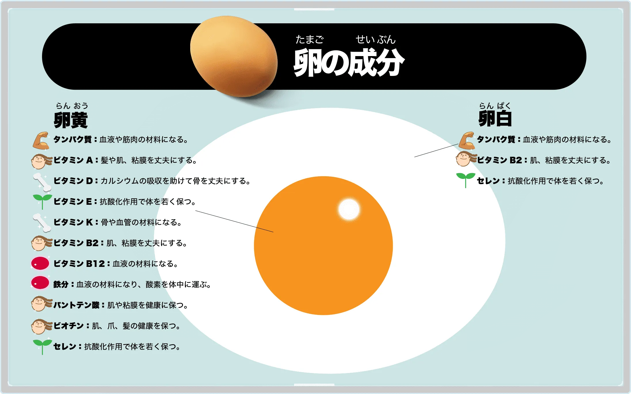 卵の成分