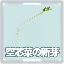 空芯菜の新芽