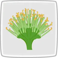 アガベの花