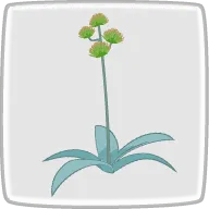 花言葉
