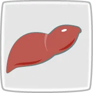 肝臓への負担