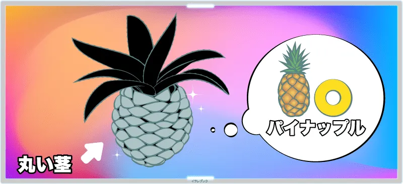 アガベのパイナップルみたいな丸い茎