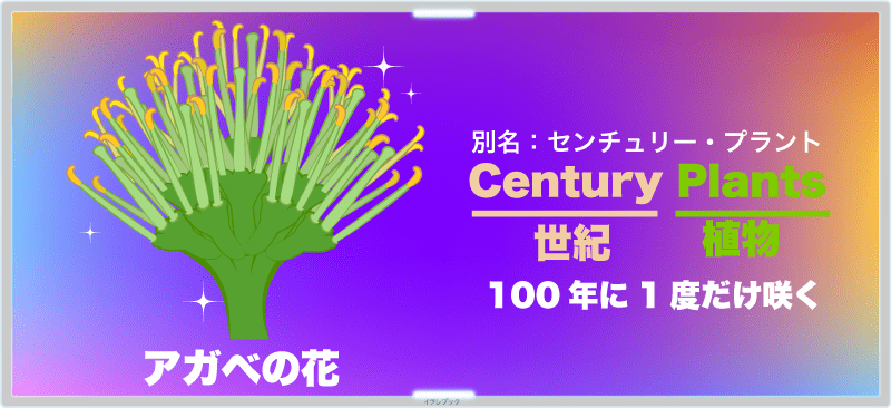 アガベの花。別名Century Plants　100年に1度だけ咲く。