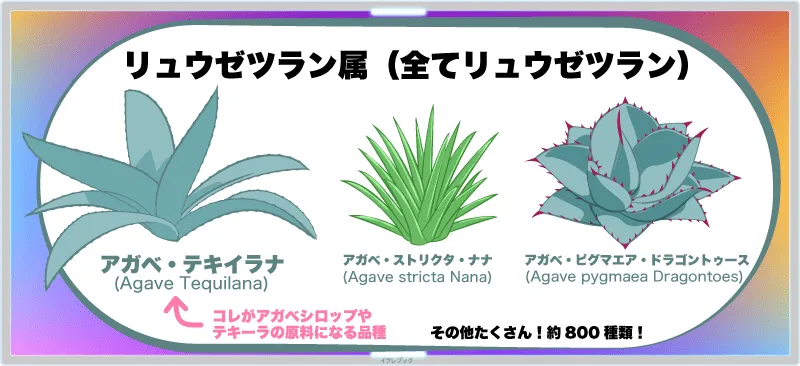 アガベ・テキイラナ、アガベ・ストリクタ・ナナ、アガベ・ピグマエア・ドラゴントゥース
