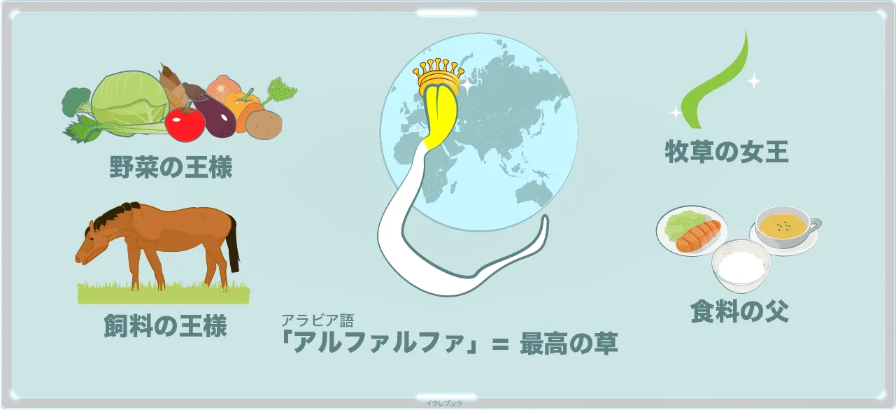 アルファルファとはアラビア語で「最高の草」を意味する言葉