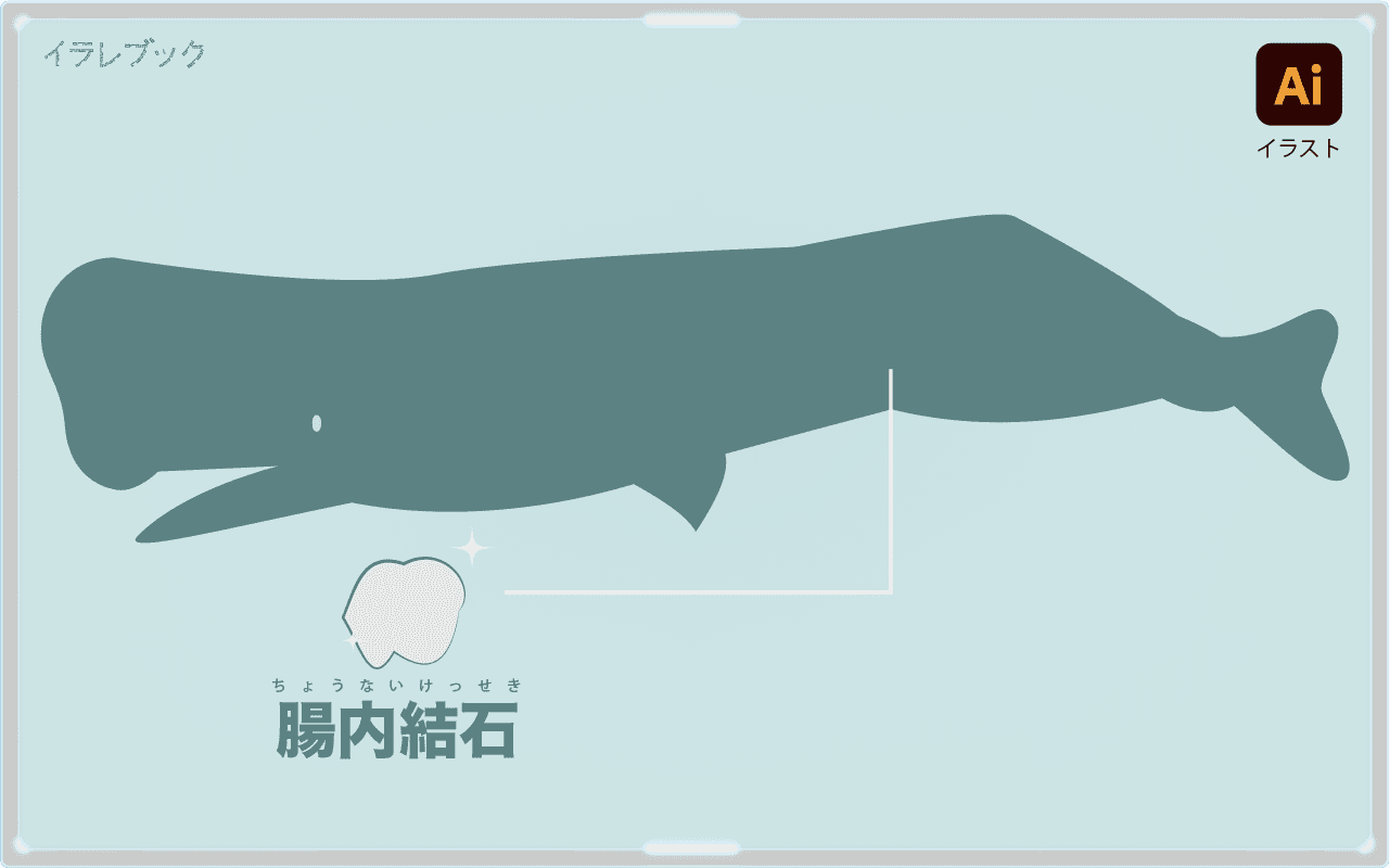 マッコウクジラの腸内結石 部位