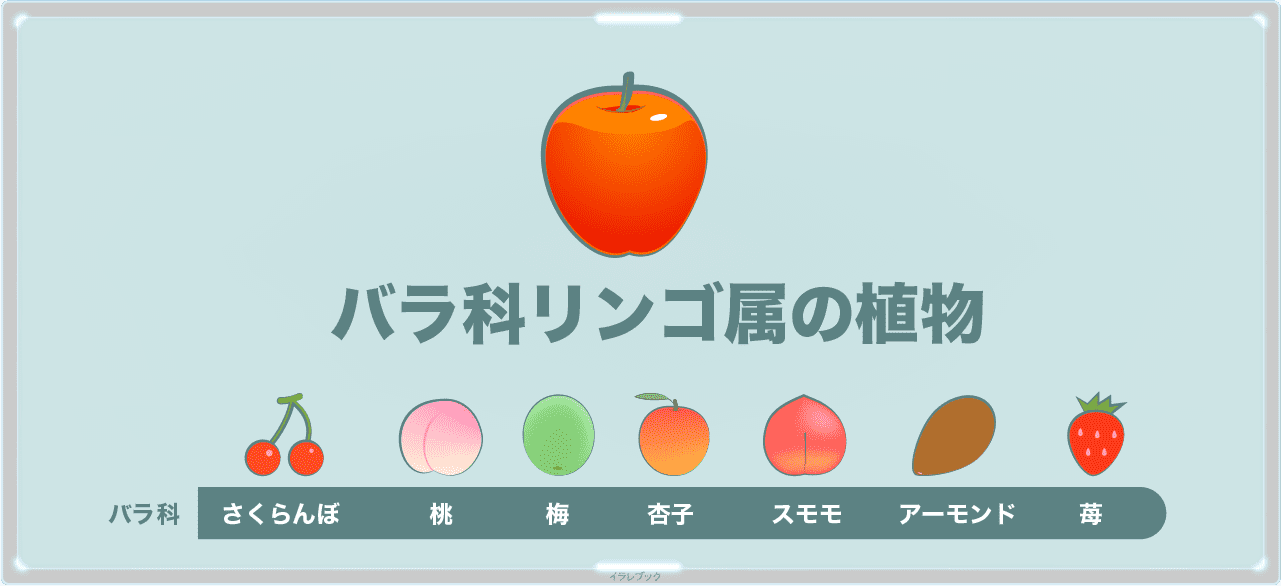 りんごの詳細