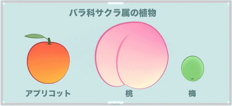 杏子と桃と梅はバラ科サクラ属の植物