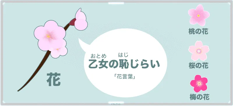 杏子の花言葉は「乙女の恥じらい」