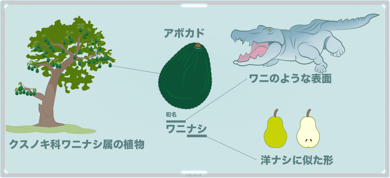 アボカドの栄養 アボカドの効果やカロリー 食べ方と保存方法も Avocado