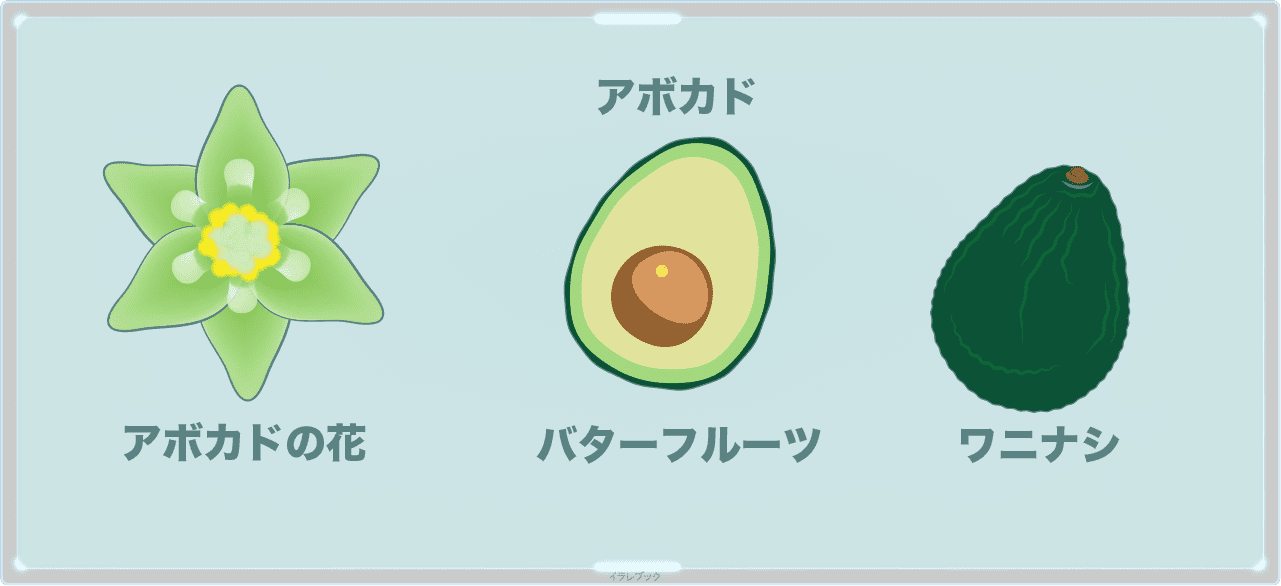 アボカドの花。アボカドはバターフルーツとも呼ばれる