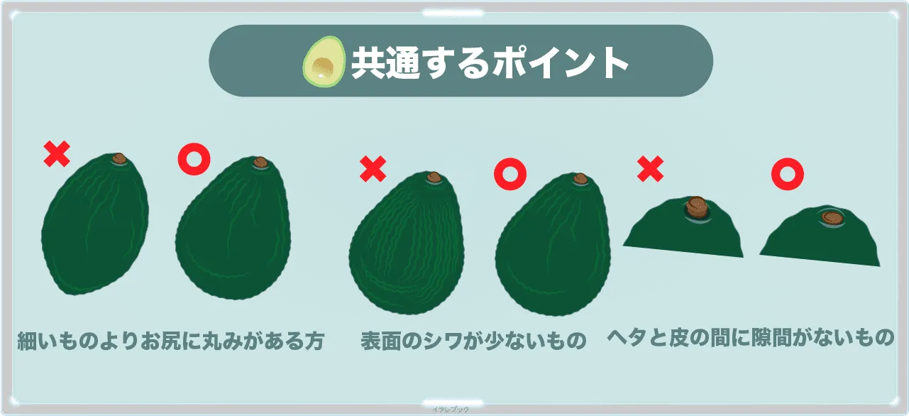 共通するアボカドの選び方のポイント