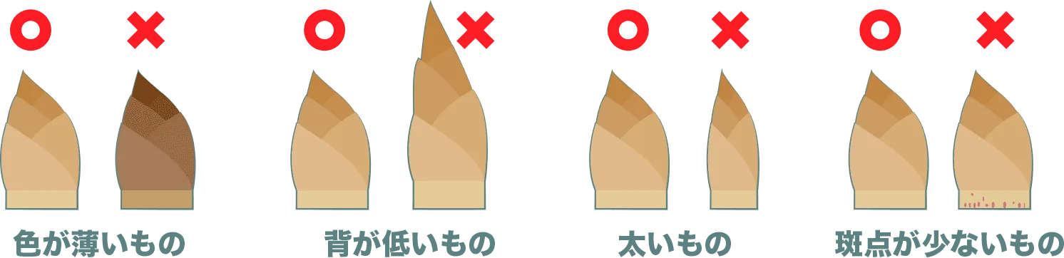 筍は、色が薄く、背が低く、太く、根本の斑点が少ないものを選ぶ