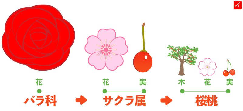 バラ科サクラ属の桜桃という植物の実