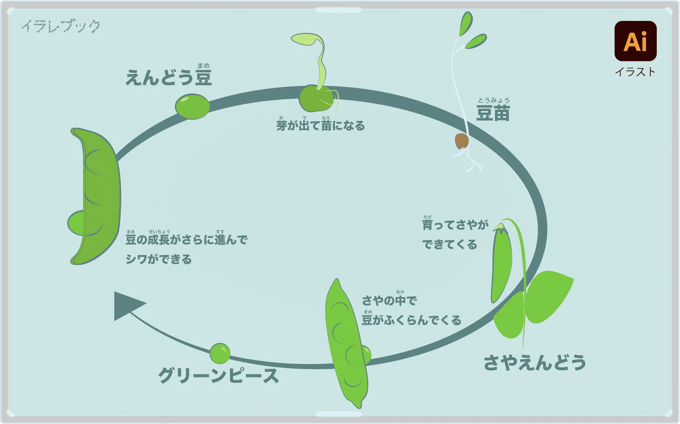 えんどう豆から豆苗、さやえんどう、グリーンピースまでの流れ