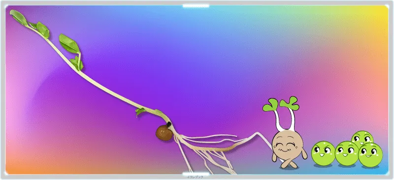 豆苗イラスト　beanseedlings2