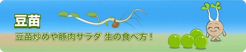 豆苗 人気レシピ!豆苗炒めや豚肉サラダ、生の食べ方!栄養育て方