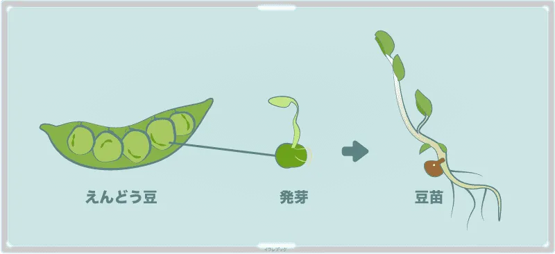 えんどう豆から発芽した新芽が豆苗