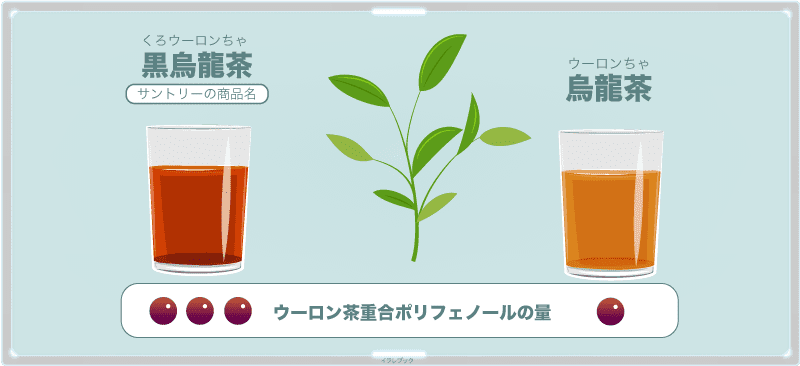 烏龍茶と黒烏龍茶の違いは、色とポリフェノールの量