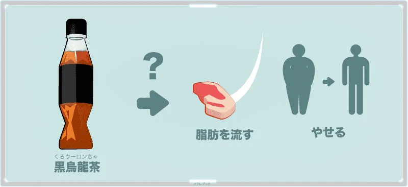 黒烏龍茶はいったい何がどう働いているのか