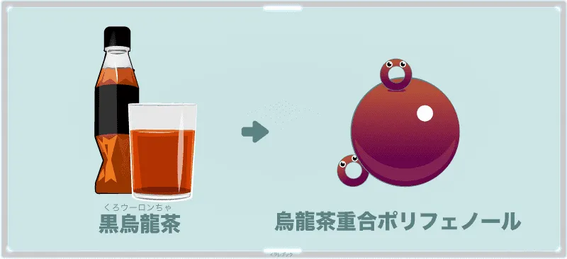 烏龍茶重合ポリフェノール