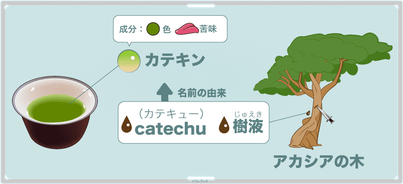 カテキンはお茶の苦味や色の成分で、名前の語源はアカシア・カチューにある