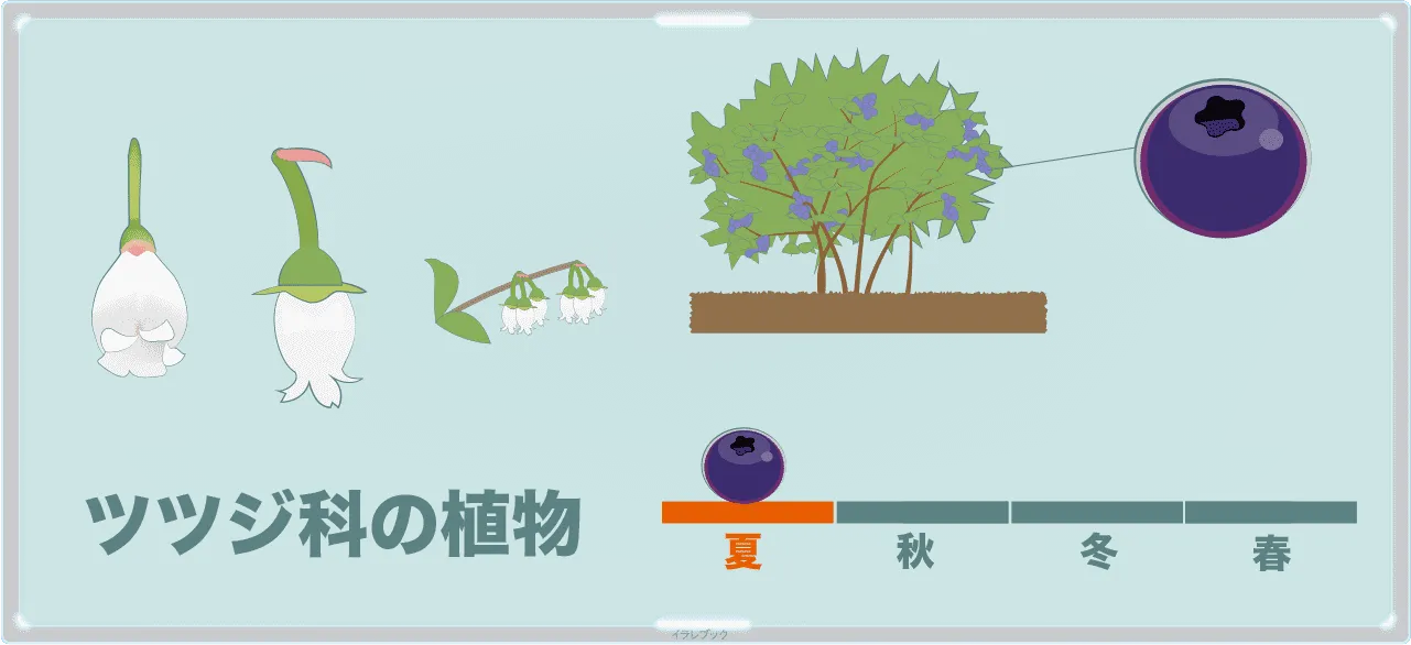 ブルーベリーはツツジ科の植物