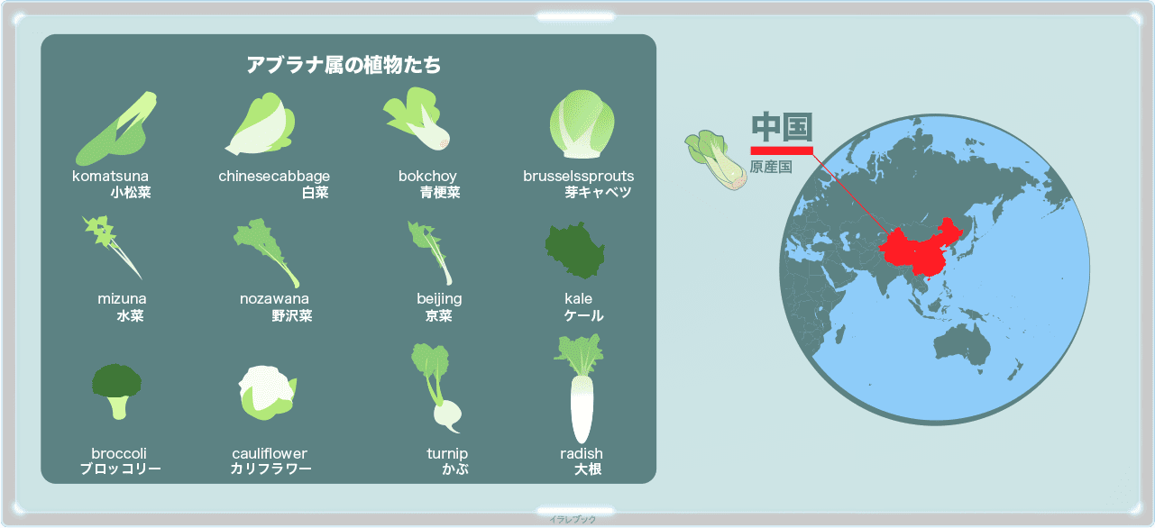 チンゲン菜の栄養や人気レシピ ベビーチンゲン菜や白いチンゲン菜って何 Bokchoy