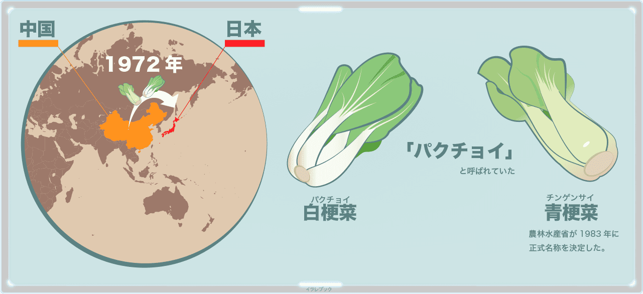 チンゲン菜の栄養や人気レシピ ベビーチンゲン菜や白いチンゲン菜って何 Bokchoy