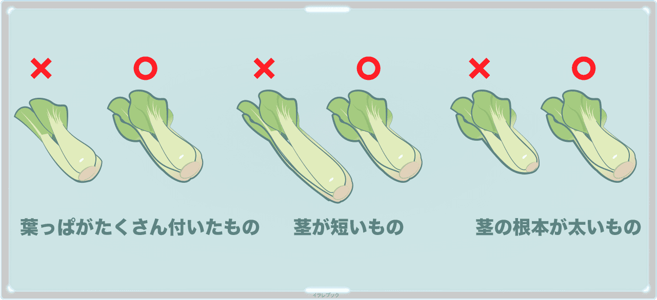 チンゲン菜の栄養や人気レシピ ベビーチンゲン菜や白いチンゲン菜って何 Bokchoy
