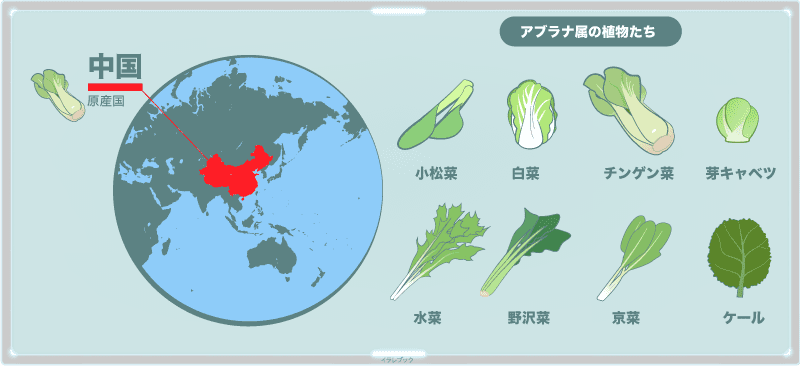 チンゲン菜はアブラナ属の野菜