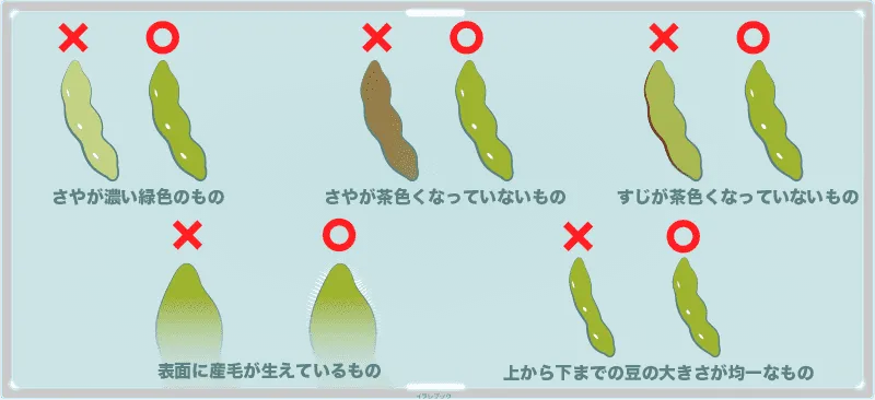 そら豆の選び方