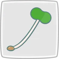 ブロッコリースプラウト