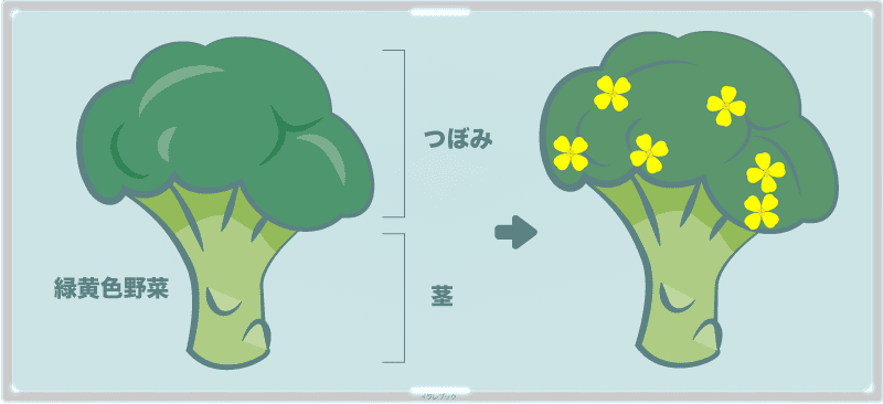 ブロッコリーは丸ごと食べられる緑黄色野菜。育つと花もさく