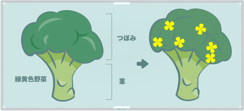 ブロッコリーは丸ごと食べられる緑黄色野菜。育つと花もさく