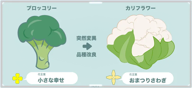 ブロッコリーとカリフラワー。花言葉