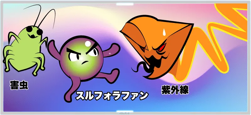 スルフォラファンは、植物を紫外線や害虫から守る役割を持つ