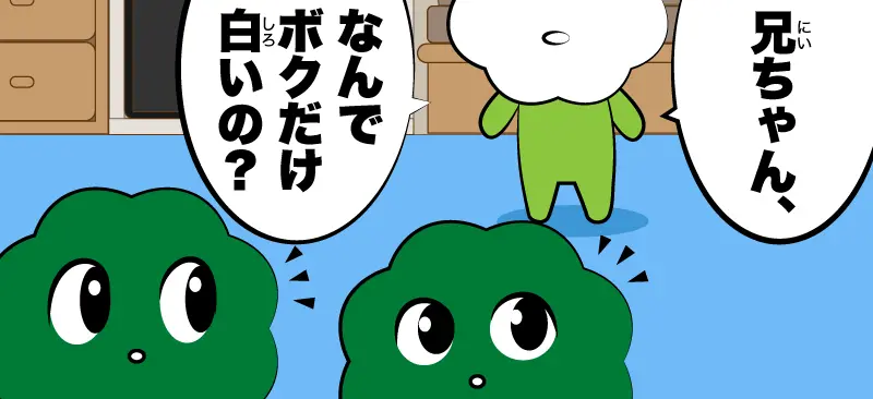 ブロッコリー