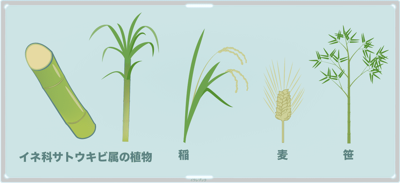 イネ科サトウキビ属の植物、稲、麦、笹