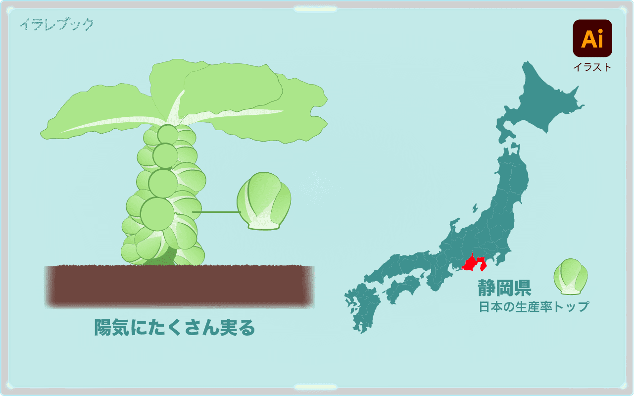 芽キャベツのなり方と日本の生産率トップの静岡県