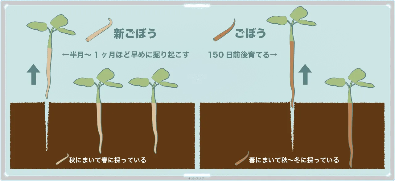 新ごぼうの収穫時期