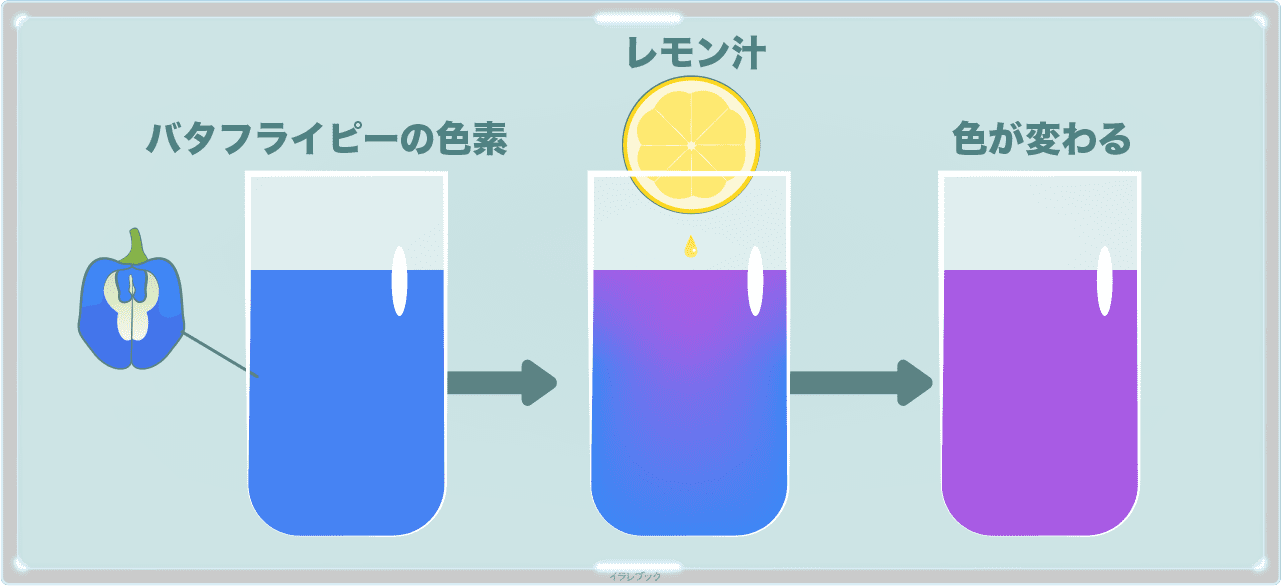 バタフライピーの色素にレモン汁をたらすと色が変わる
