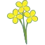 キャベツの花の絵文字
