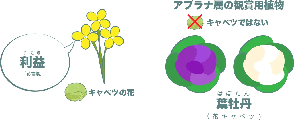 キャベツの花と花言葉。葉牡丹は、観賞用植物でキャベツではない