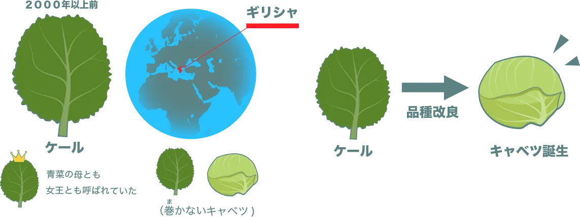 キャベツの先祖ケールとキャベツの誕生を図解