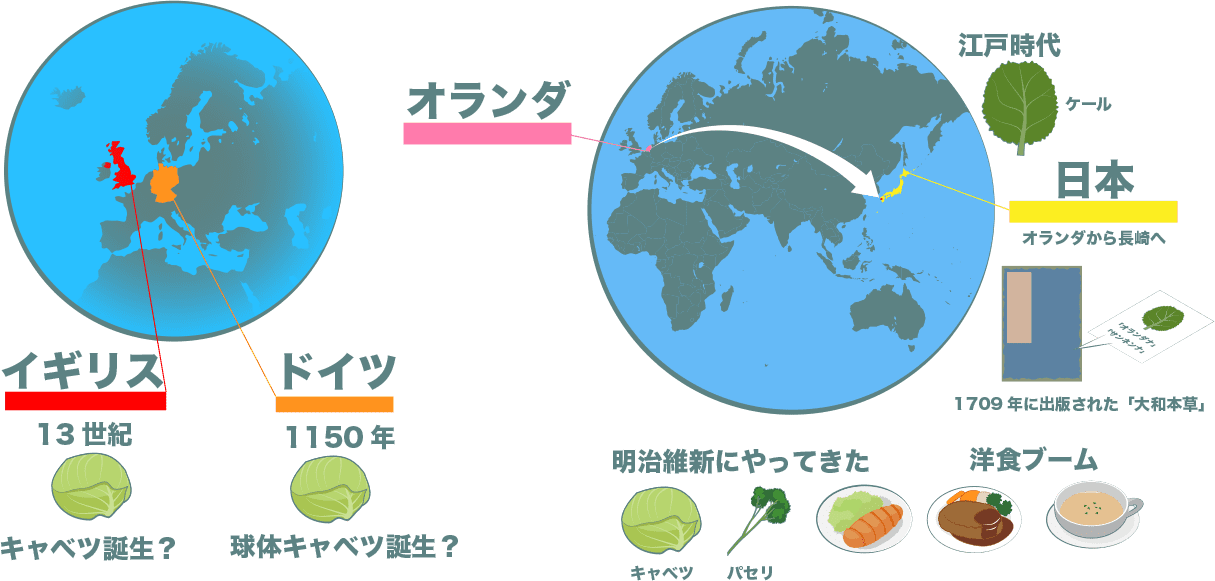 キャベツは、ドイツかイギリスで誕生という説がある。日本へはオランダから江戸時代にケールが1709年に出版された「大和本草」にオランダナで載っている。明治維新にキャベツやパセリが洋食ブームと共にやってきた